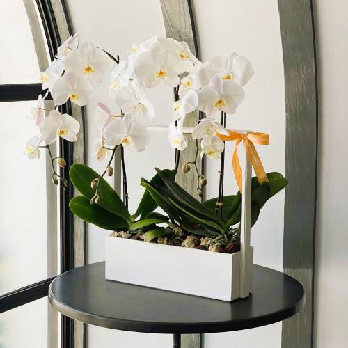 White Orchids Trio