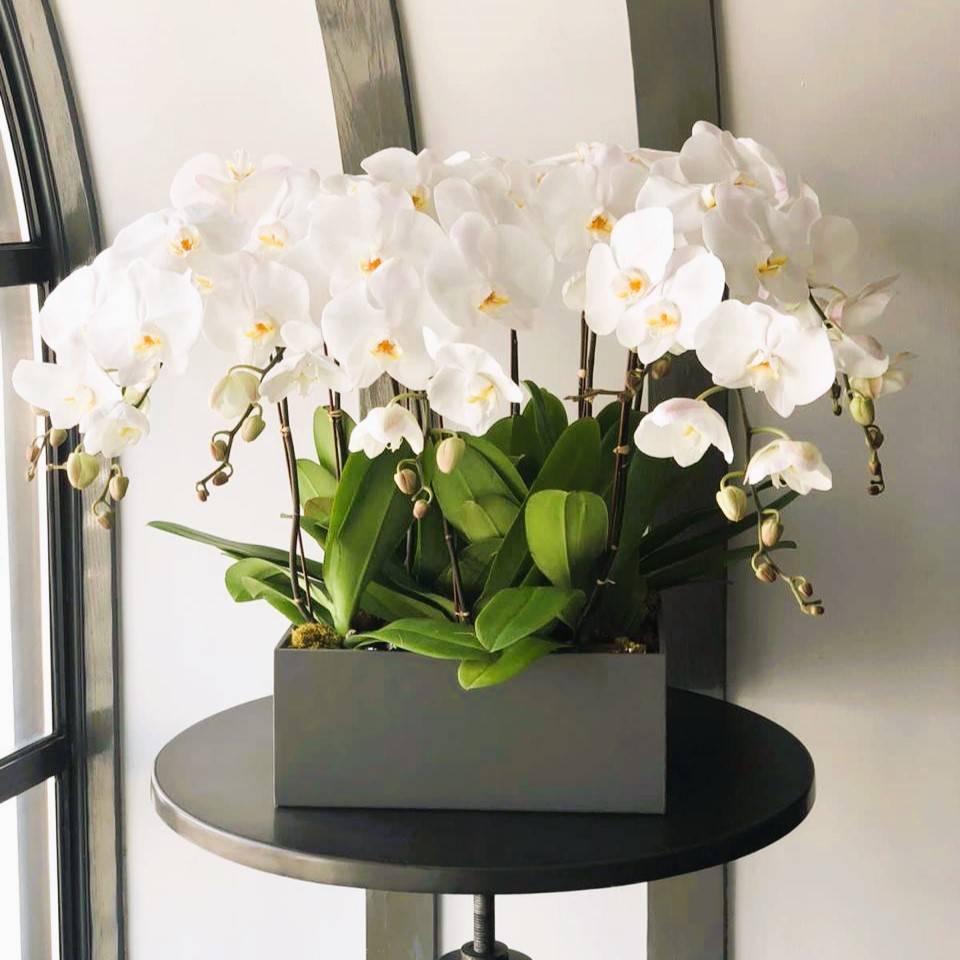 VIP Orchids