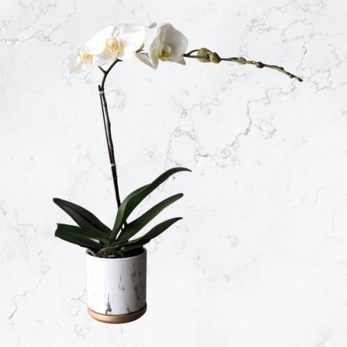 Be My Orchid (White)